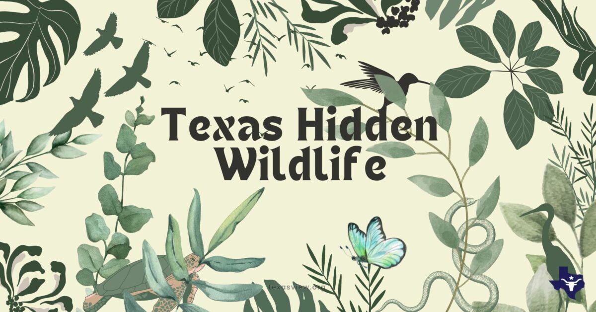 Texas Hidden Wildlife 2 - Texas View