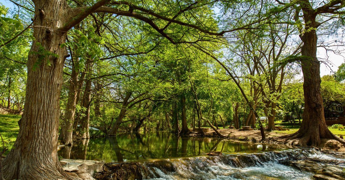Texas Hill Country Forest - Texas View