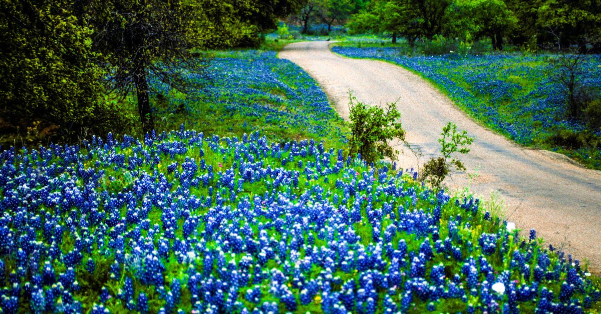 One lane country road winding through Texas Bluebonnets wildflowers in rural - Texas View
