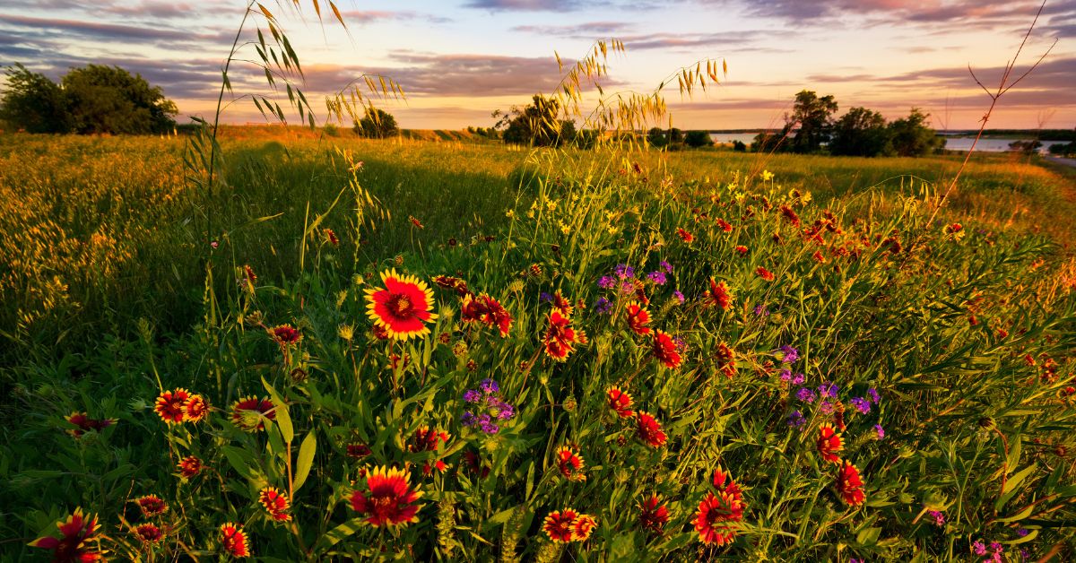 Texas Wildflower Sunset - Texas View