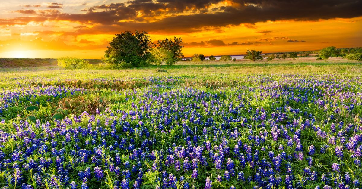 Texas Wildflowers 2 - Texas View
