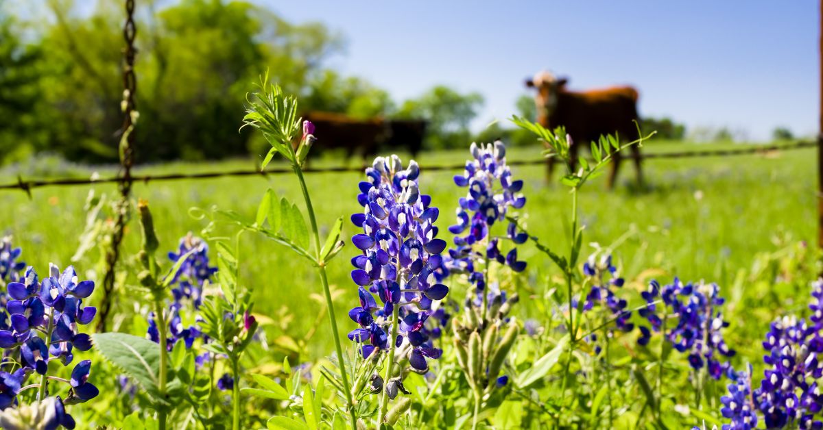 Texas Wildflowers 3 - Texas View