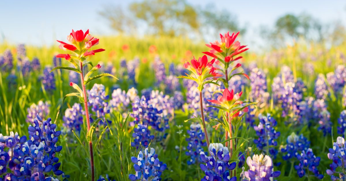 Texas Wildflowers - Texas View